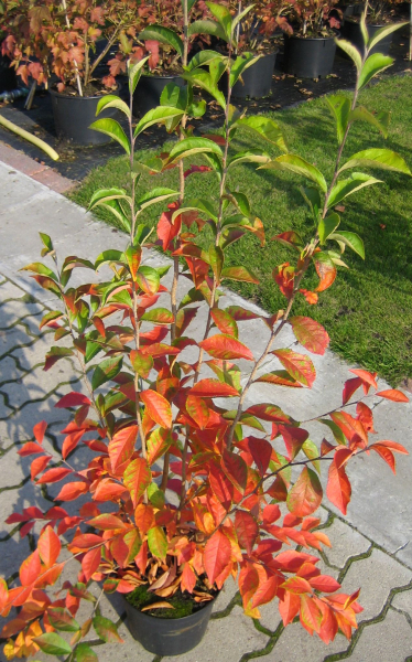 Glanzblattmispel - Photinia villosa